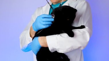 Cat at the vet.cats reaction to the doctor.Examining a cat with a doctor. black cat in the hands of a veterinarian with a stethoscope.Medicine for animals.Cat diseases and their treatment