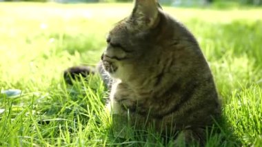 Cat with green eyes in green grass in a sunny summer garden.Animal reaction to sounds. Emotions of a tabby cat. High quality 4k footage