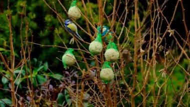 Balls of bird food in nets on a bush. Tits and crows peck food on a tree. High quality 4k footage