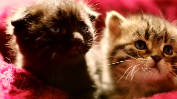 Emotional Baby Kittens Close Kitten Faces Kittens Gray Striped Black — Vídeo de stock