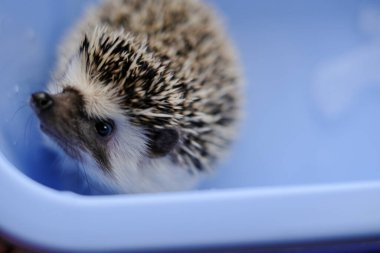 Hedgehog bathing.Hygiene for pets. Water treatments hedgehog.African white-bellied hedgehog in a blue bowl of water and soapy suds