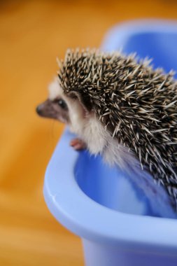 Hedgehog bathing. Water treatments hedgehog.African white-bellied hedgehog in a blue bowl of water and soapy suds
