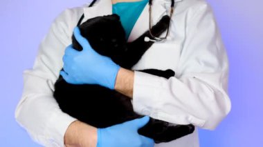 Cat at the vet.cats reaction to the doctor.Examining a cat with a doctor. black cat in the hands of a veterinarian with a stethoscope on a purple background.Medicine for animals