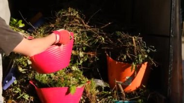 Green compost.A man puts boxes of plant waste on a trailer.Bio vegetable compost in the hands of a man.Bio garbage.green compost with many different plant. 4k footage