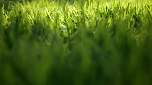 Zelená Tráva Alfalfa Close Přírodní Rostlinná Textura Zelených Přírodních Tónech — Stock video