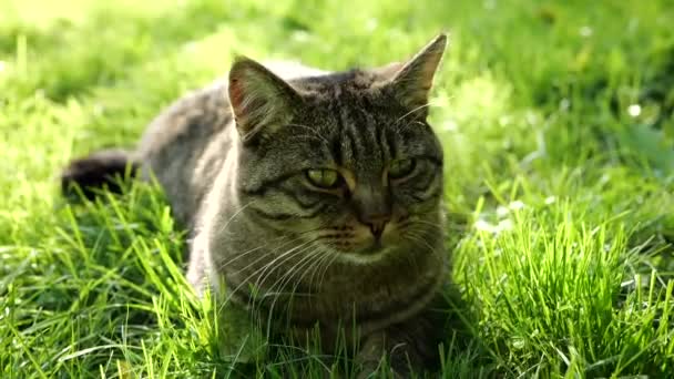 Katze Mit Grünen Augen Grünen Gras Ruhige Katze Garten Tierische — Stockvideo