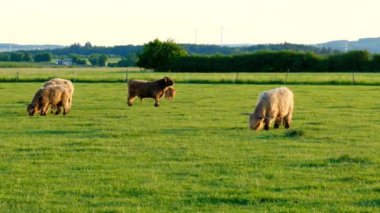 Scottish cows on green meadow. Highland breed.herd of White and red Scottish cow. Farming and cow breeding.Furry highland cows graze on the. 4k footage