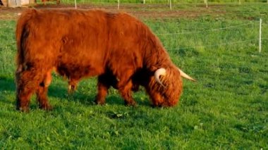 İskoç kızıl kıllı boğa çim çiğner. Highland cinsi. Çiftçilik ve inek yetiştiriciliği. Gün batımında gün batımında çayırda İskoç inekleri. 4k görüntü