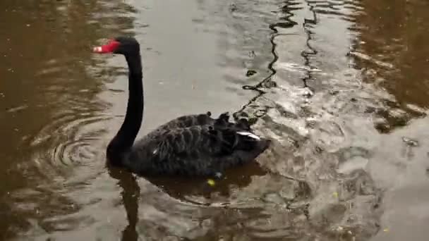 Black Swan Drinks Water Pecks Bread Crumbs Slow Motion High — Vídeo de stock