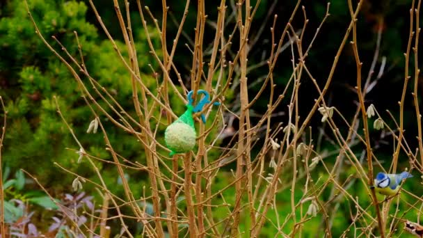 Bird Food Nets Tits Peck Food Tree Garden Slow Motion — стоковое видео