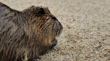 Nutria chewing on a leaf on the sand.Myocastor coypus.Nutria eats food on the sand.waterfowl rodent coypu. cute aquatic animal.Echimyidae. High quality 4k footage