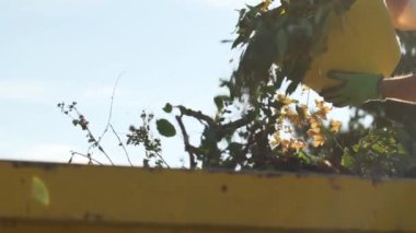 Vegetable waste. Green compost.Hands in gardening gloves pour twigs and leaves from a yellow silicone bucket. High quality 4k footage