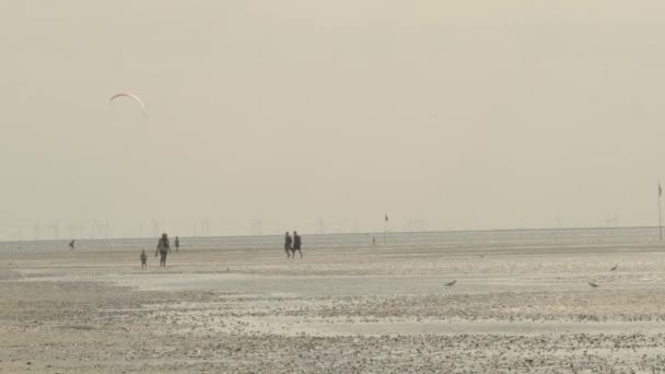 와덴해 Wadden Sea 사람들 갈매기들이 Watt Sea 있습니다 Watt Dunes — 비디오