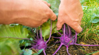 Kohlrabi hasadı. Çiftçi kendi bahçesinden sebze topluyor. Bahçedeki erkek ellerinde mor taze kohlrabi. Olgun kohlrabi ve erkek ellerinde yapraklar. Vejetaryen ve vejetaryen beslenme malzemesi.