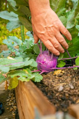 Kohlrabi hasadı. Çiftçi kendi bahçesinden sebze topluyor. Bahçedeki erkek ellerinde mor taze kohlrabi. Vejetaryen ve vejetaryen beslenme malzemesi.