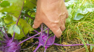 Kohlrabi hasadı. Çiftçi kendi bahçesinden sebze topluyor. Bahçedeki erkek ellerinde mor taze kohlrabi. Olgun kohlrabi ve erkek ellerinde yapraklar. Vejetaryen ve vejetaryen beslenme malzemesi.