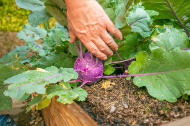 Mor taze kohlrabi. Çiftçi kendi bahçesinden sebze topluyor. Olgun kohlrabi ve erkek ellerinde yapraklar. Vejetaryen ve vejetaryen beslenme malzemesi.