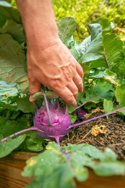 Farmer Picking Vegetables His Own Garden Purple Fresh Kohlrabi Male — Stock Photo, Image