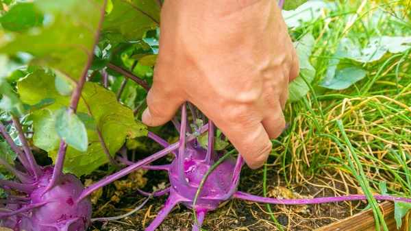 Kohlrabi Harvest Farmer Picking Vegetables His Own Garden Purple Fresh — Stock Photo, Image