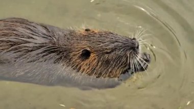 Nutria suda yaprak çiğniyor. Nutria suda yüzüyor. Su kuşu kemirgeni coypu.miyocastor coypus.Echimyidae