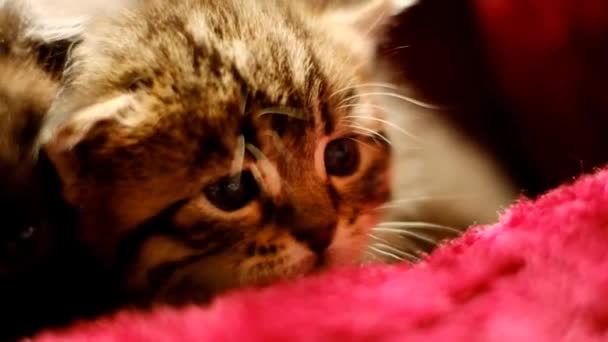 Mustachioed Tabby Cat Sun Light Detailní Záběr Kočičí Tváře Chlupaté — Stock video