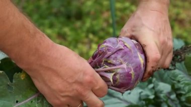 Mor kohlrabi, erkek ellerinde bir bahçede. Erkek çiftçi yapraklardan kohlrabi temizliyor. Olgun kohlrabi ve erkek ellerinde yapraklar. Vejetaryen ve vejetaryen beslenme malzemesi. 4k görüntü