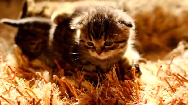 猫妈妈舔她的小猫 动作慢 苏格兰人在阳光下的毛绒绒的米色地毯上折叠猫和小猫 可爱的宠物 4K镜头 — 图库视频影像