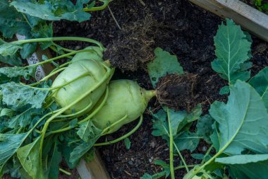 Kohlrabi kökleri yere kök salmış. Ahşap yataklarda yapraklarla olgunlaşmış kohlrabi. Kendi bahçemizden gelen organik sebzeler. Kendi bahçemizden taze kohlrabi. Kohlrabi Hasadı. 
