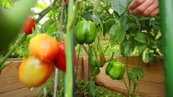 Bell Pepper Harvest Hand Sbírá Zelený Zralý Pepř Keří Organické — Stock video