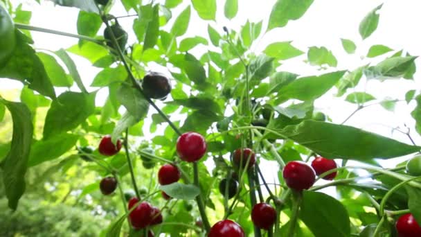 Pimiento Rojo Redondo Mini Red Granos Pimienta Arbusto Verde Jardín — Vídeos de Stock