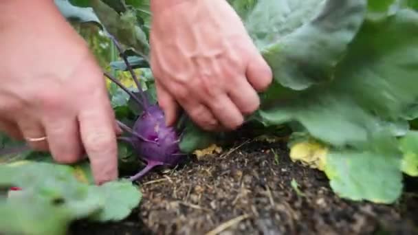 Kohlrabi Hasadı Çiftçi Iki Eliyle Mor Bir Kohlrabi Alıyor Kendi — Stok video