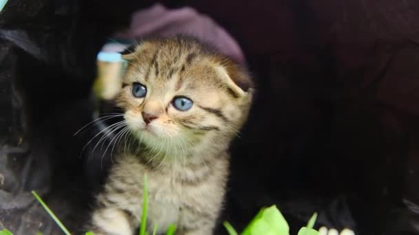 Kitten Tunnel Kitten Meows Cat Play Tunnel Slow Motion Toys — Stock Video