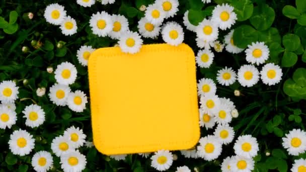 花的模型 白色雏菊中的黄色空白方块 春天模拟起来 登记的地方 4K镜头 — 图库视频影像