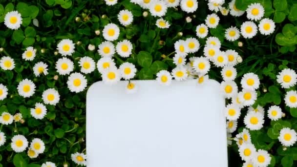 Цветочный Макет Белый Пустой Квадрат Белых Маргаритках Зеленый Clover Spring — стоковое видео