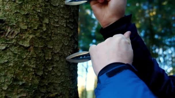 Tahtaya Saplanmış Bıçaklar Ağaç Gövdesinden Atmak Için Eller Bıçak Çeker — Stok video