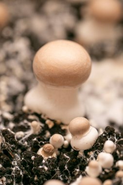 Şampiyon mantarlar miselyumun içinde toprağa karışıyor. Sebze protein kaynağı. Büyüyüp şampiyon topluyorlar. Kahverengi mantarlar yakın planda. Evde mantar yetiştiriyorlar..