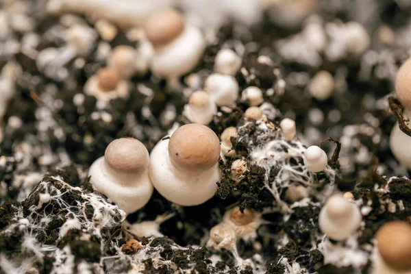 stock image Champignons in mycelium into the soil.Vegetable protein source. Growing and collecting champignons.Brown mushrooms close-up in the ground.Growing mushrooms at home.many champignons background