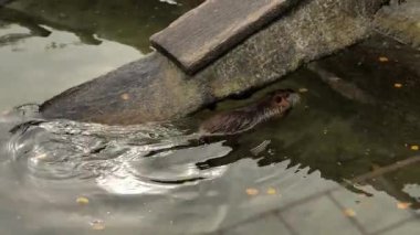 Nutria. su kuşu kemirgeni coypu.Nutria suda yüzer. Şirin bir su hayvanı. Echimyida. miyocastor coypus. 4k görüntü