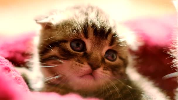 折叠小猫在蓬松的红色沙发上 感情的小猫 毛茸茸的蓝眼睛小猫咪 可爱的宠物 动作缓慢 高质量的4K镜头 — 图库视频影像