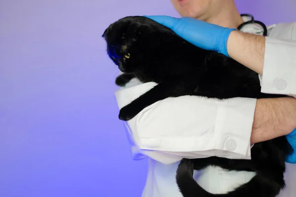 Gato Vet Examinando Gato Com Médico Gato Preto Nas Mãos — Fotografia de Stock