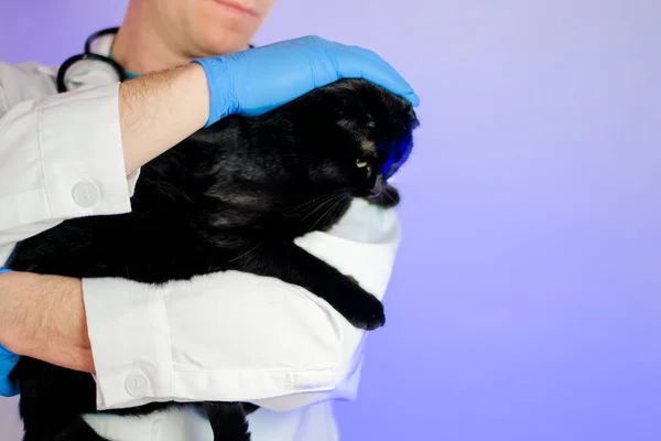 Cat at the vet.Examining a cat with a doctor. black cat in the hands of a veterinarian with a stethoscope on a purple background.Medicine for animals