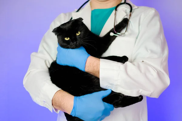 Cat at the vet. black cat in the hands of a veterinarian with a stethoscope on a purple background.Medicine for animals.Cat diseases