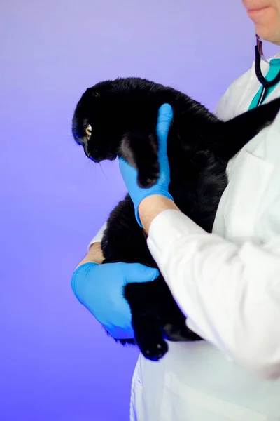 Cat at the vet.Examining a cat with a doctor. black cat in the hands of a veterinarian with a stethoscope on a purple background.Medicine for animals.Cat diseases