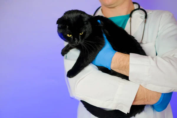 Cat at the vet.cats reaction to the doctor.Examining a cat with a doctor. black cat in the hands of a veterinarian with a stethoscope on a purple background.Medicine for animals.Cat diseases