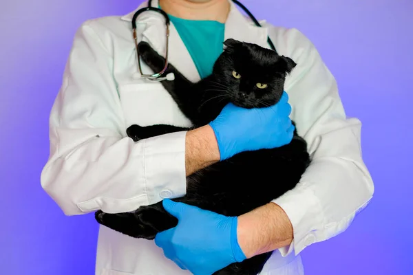 Examining a cat with a doctor. black cat in the hands of a veterinarian with a stethoscope on a purple background.Medicine for animals.Cat diseases