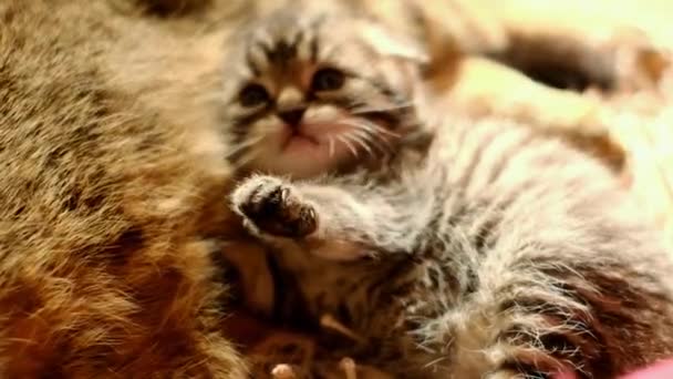 Mamá Gato Bebé Kitten Childs Manos Toman Kitten Cat Child — Vídeos de Stock