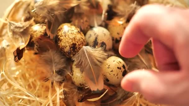 Codorniz Eggs Hand Leva Ovos Codorna Cesta Close Proteína Animal — Vídeo de Stock