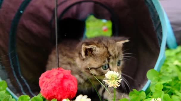 Kotě Tunel Pruhované Kočky Tunelu Letní Zahradě Zeleným Jetelem Hračky — Stock video