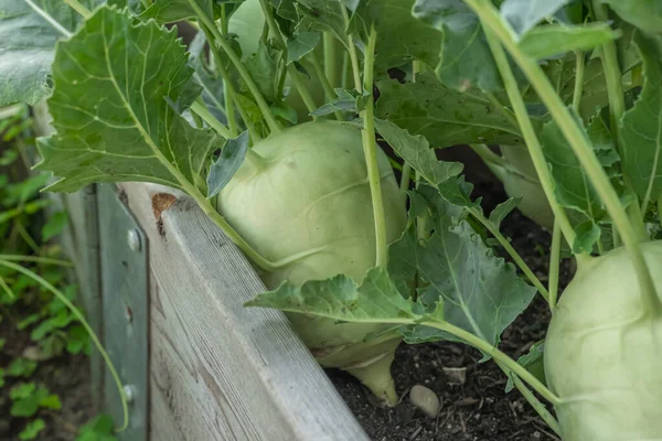Kohlrabi Rooted Ground Ripe Kohlrabi Leaves Wooden Beds Vegetables Our — Stock Photo, Image