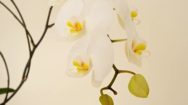 Bej arka planda beyaz orkide çiçeği. Beyaz orkide dalları. Evde büyüyen ve ilgili orkideler. 4k görüntü